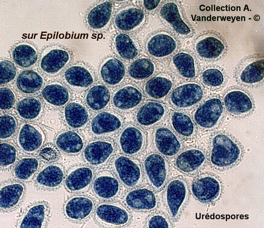 Pucciniastrum epilobii