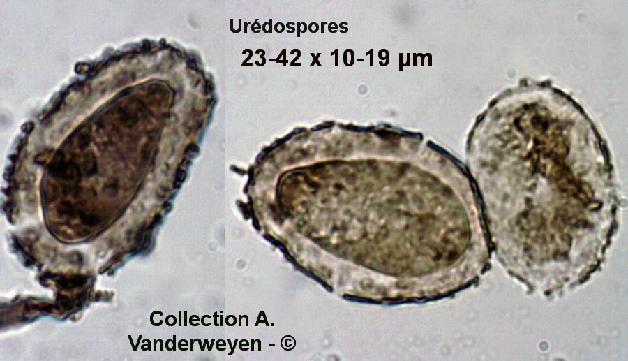 Pucciniastrum pyrolae