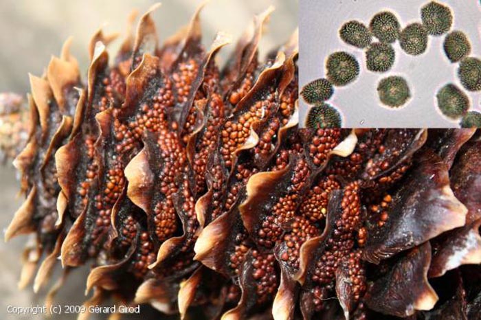 Thekopsora areolata