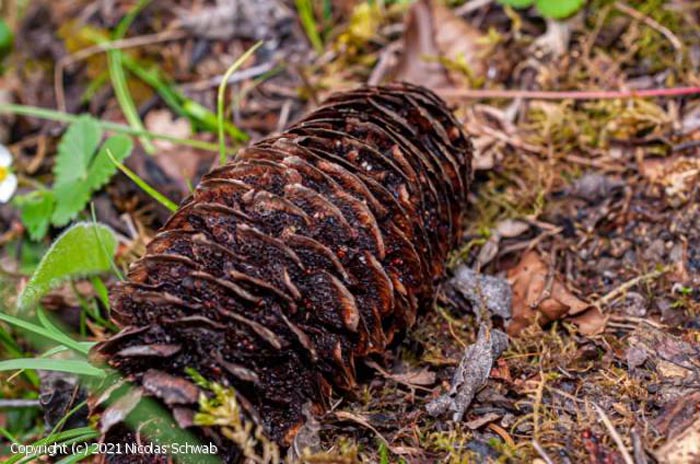 Thekopsora areolata