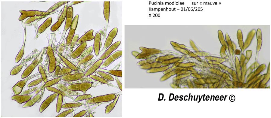 Puccinia modiolae