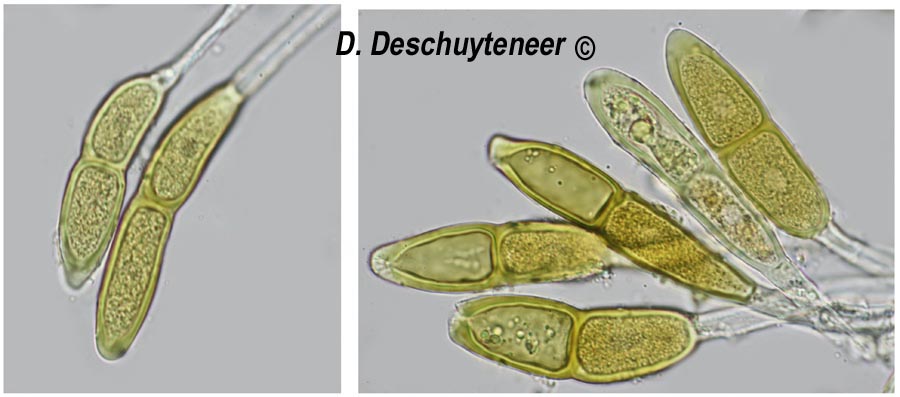 Puccinia modiolae