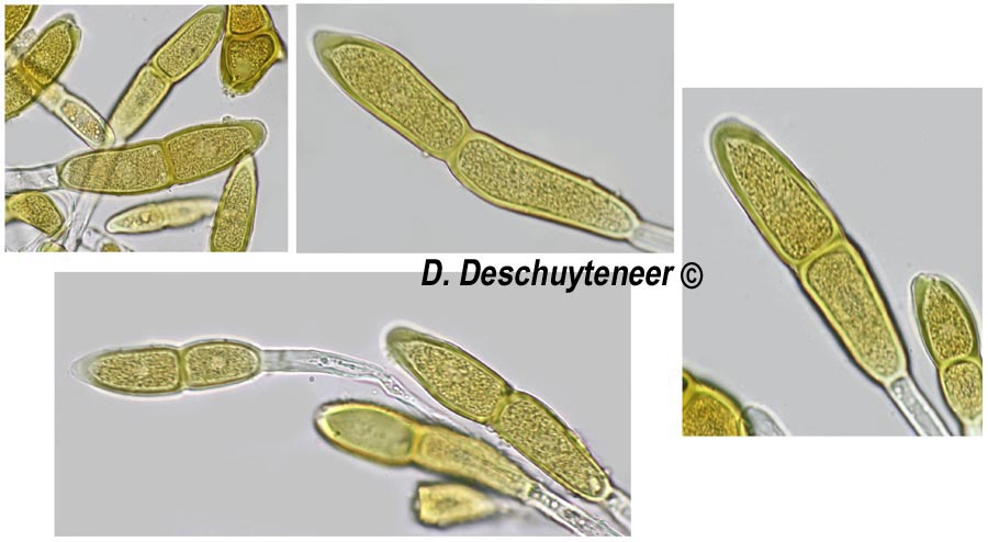 Puccinia modiolae