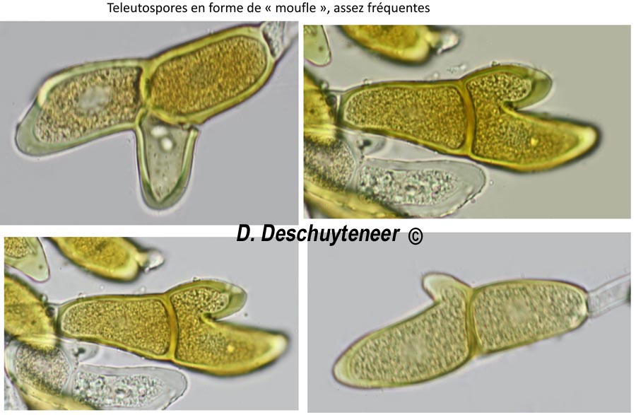 Puccinia modiolae