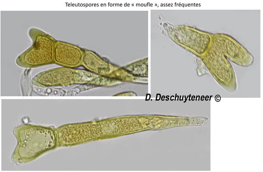 Puccinia modiolae
