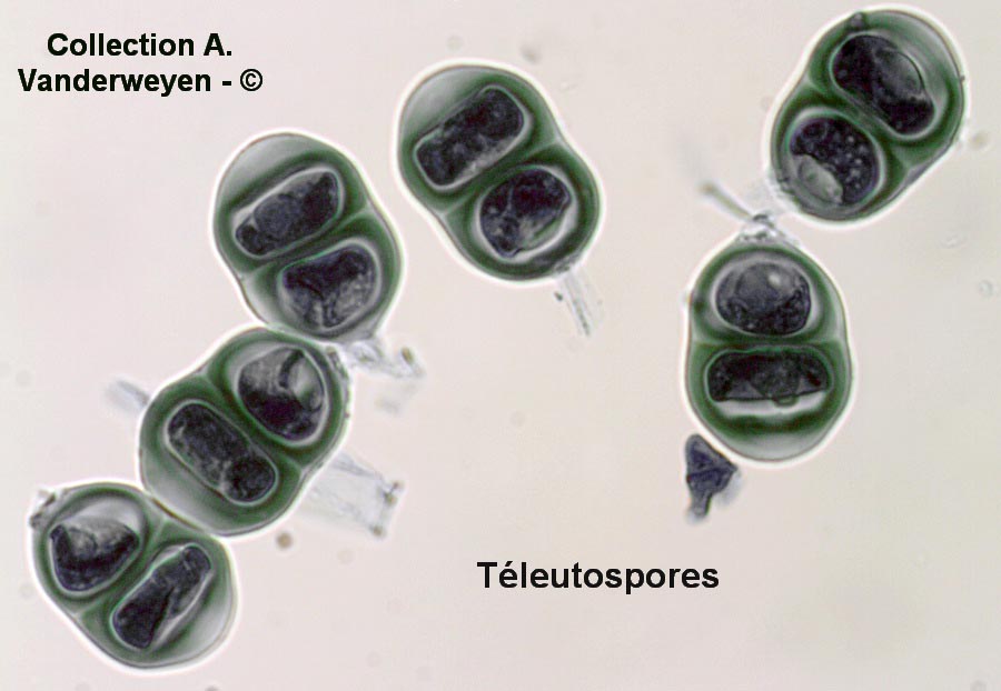 Puccinia pulverulenta