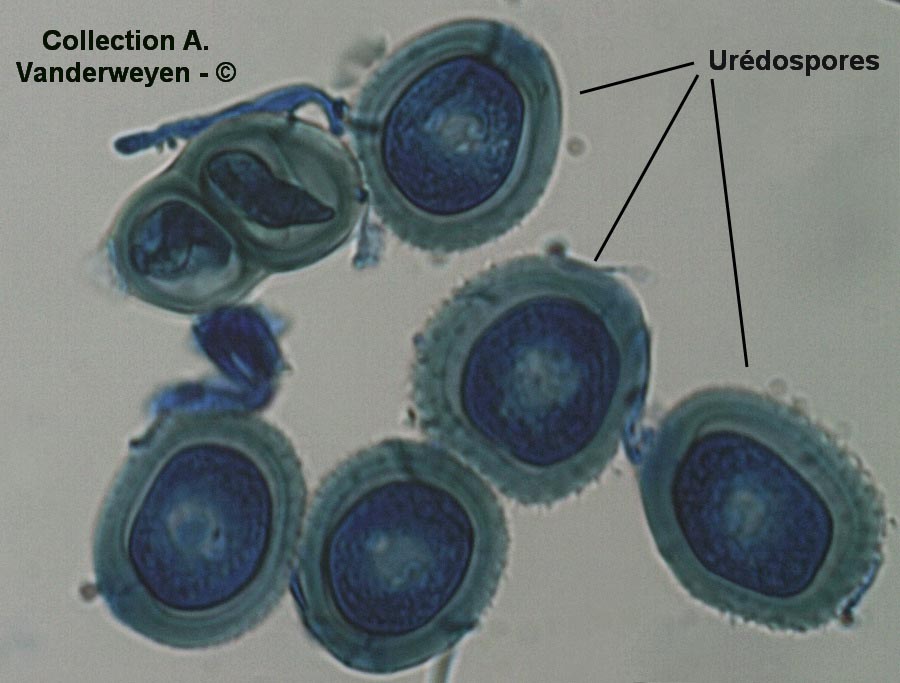 Puccinia pulverulenta