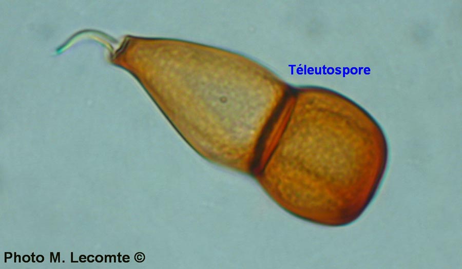 Rouille indéterminée sur ciboulette (Allium schoenoprasum)