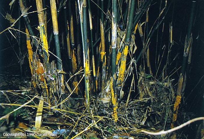 Stereostratum corticioides