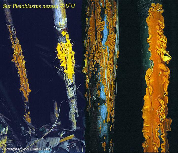 Stereostratum corticioides