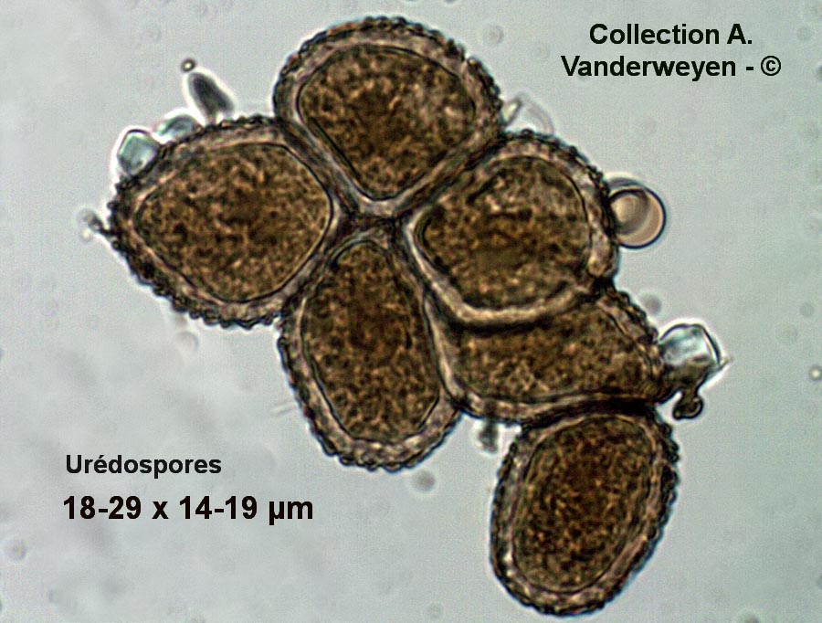 Thekopsora vacciniorum