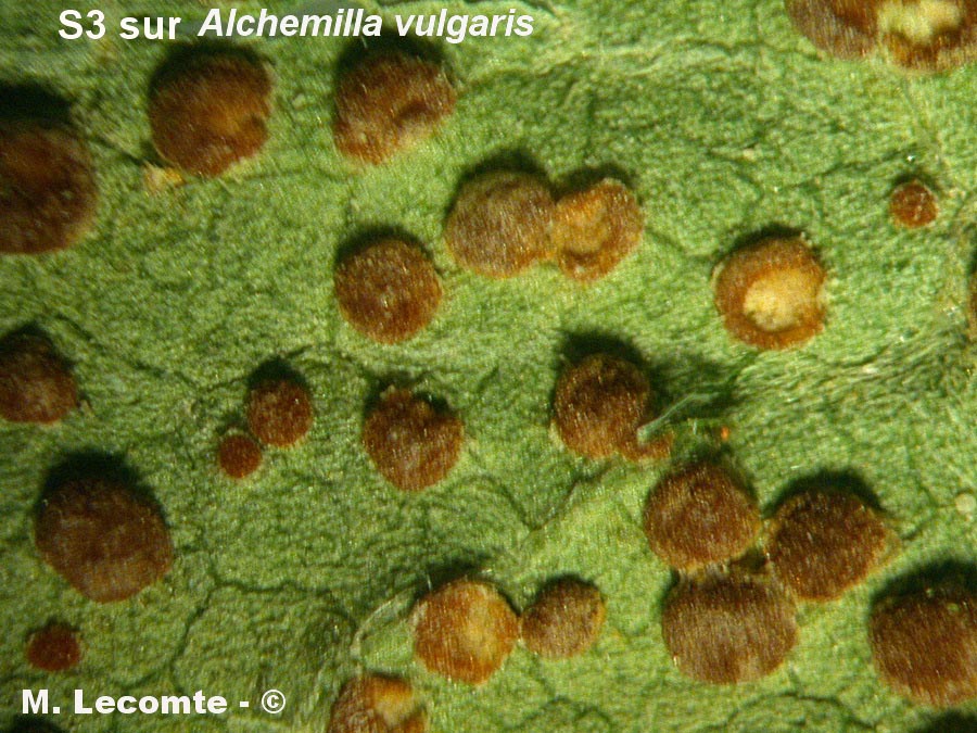 Trachyspora intrusa