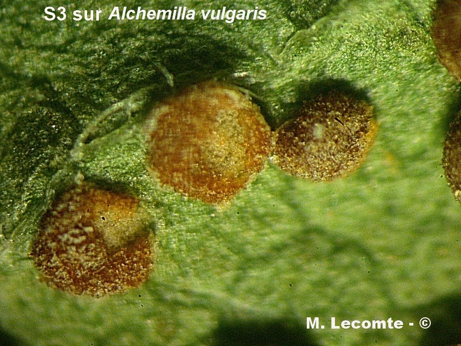 Trachyspora intrusa