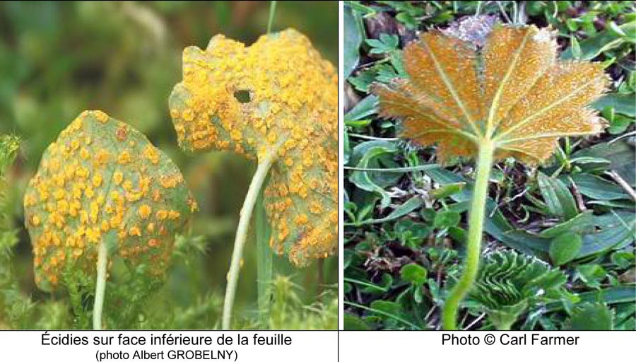 Trachyspora intrusa