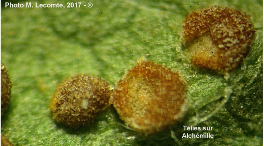 Trachyspora intrusa