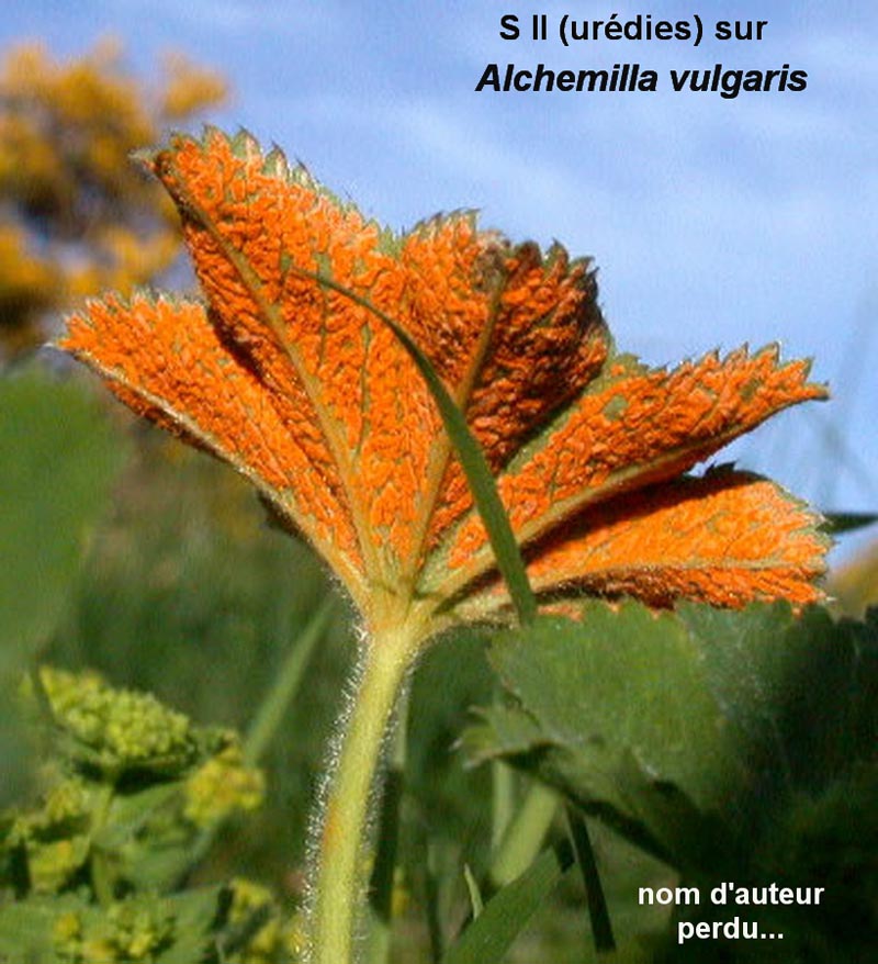 Trachyspora intrusa