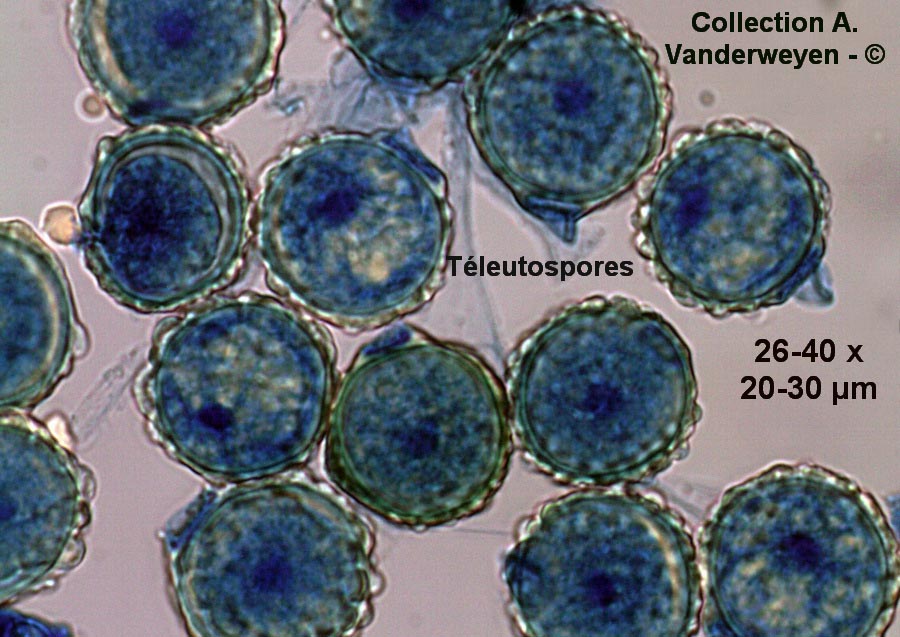 Trachyspora intrusa