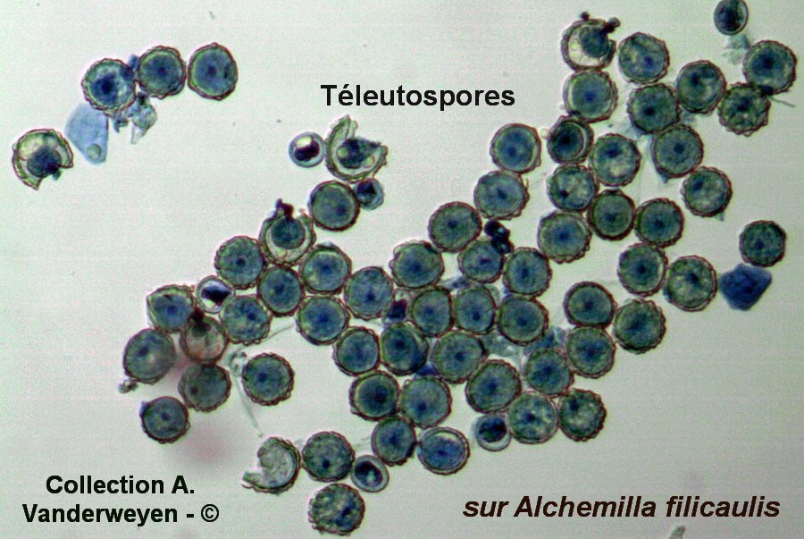 Trachyspora intrusa