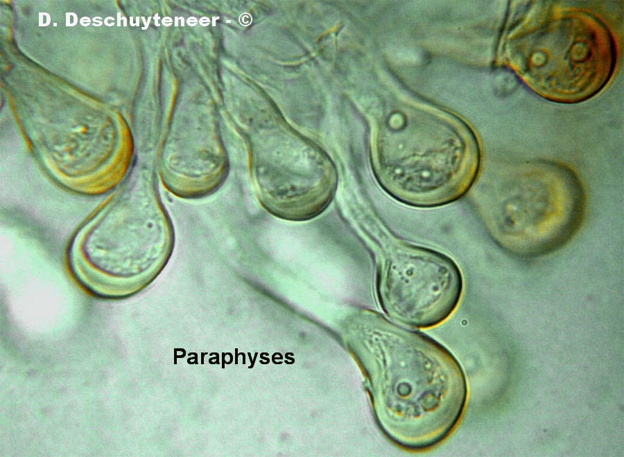 Tranzschelia pruni-spinosae