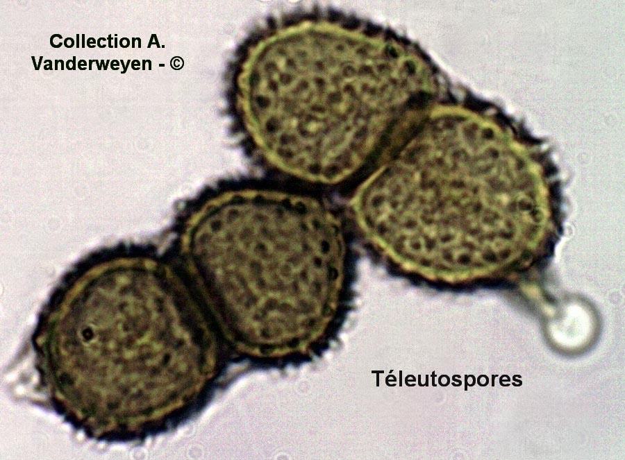 Tranzschelia anemones