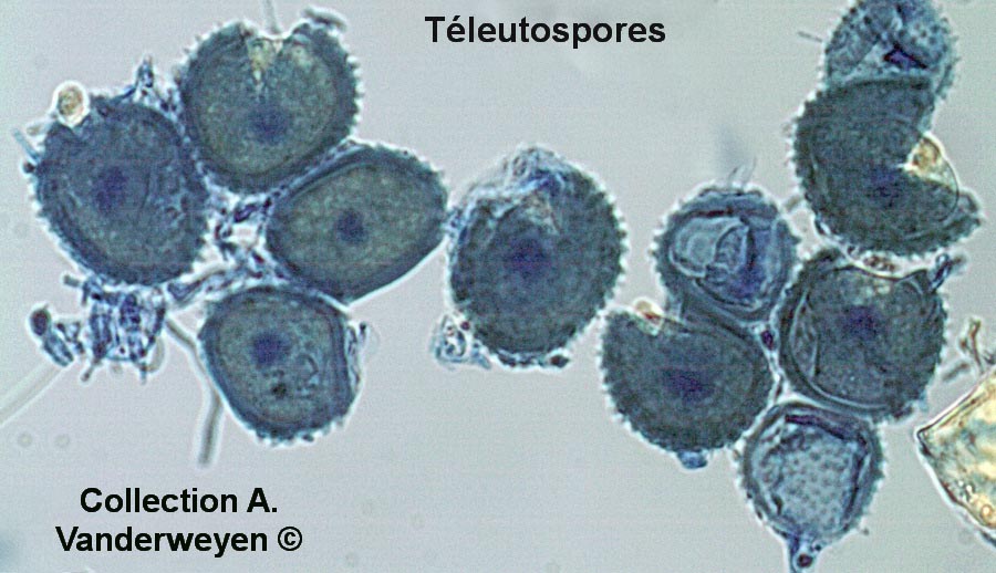 Tranzschelia anemones