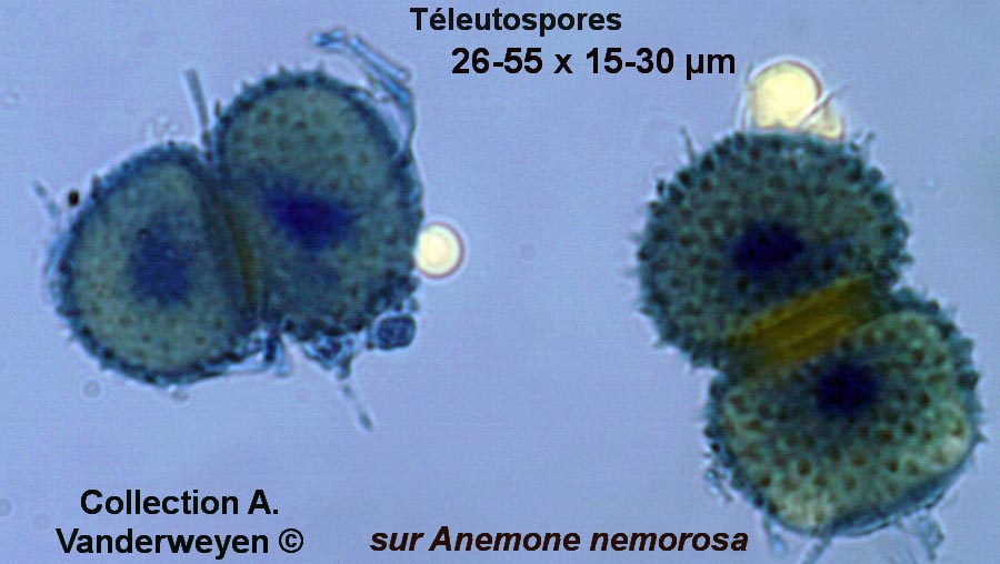 Tranzschelia anemones