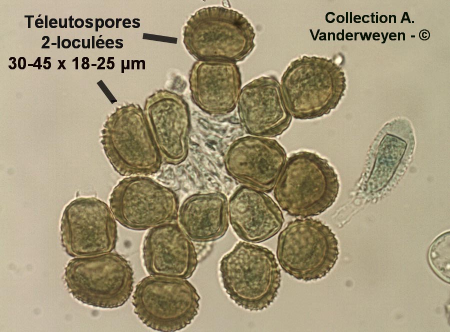 Tranzschelia discolor