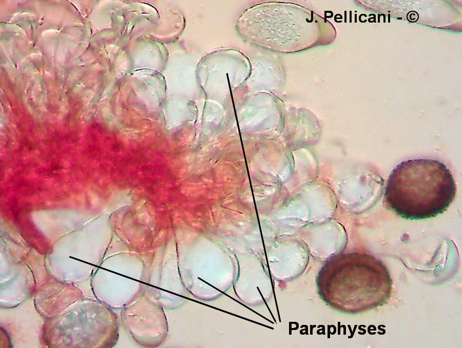 Tranzschelia discolor