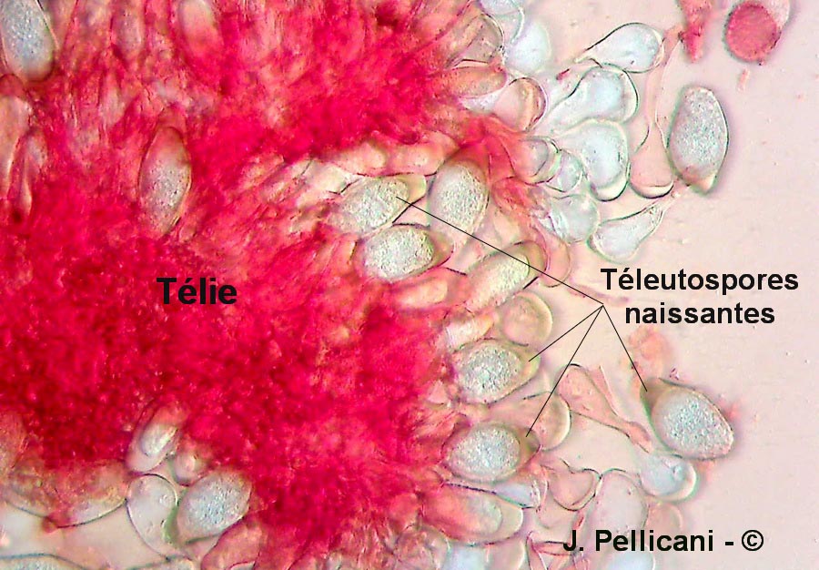 Tranzschelia discolor