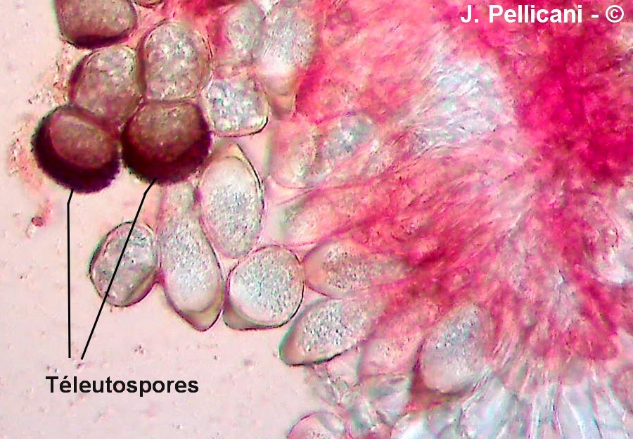 Tranzschelia discolor