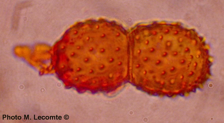 Tranzscheila anemones (= Tranzscheila fusca)