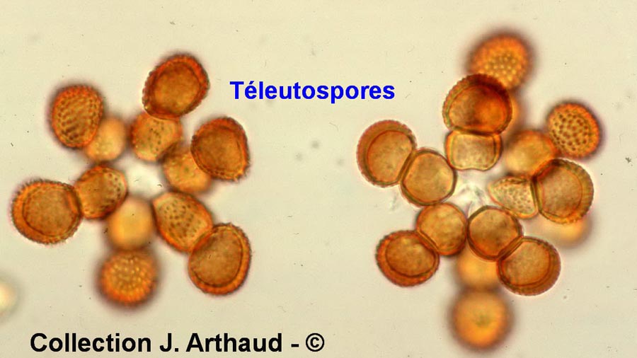 Tranzschelia pruni-spinosae