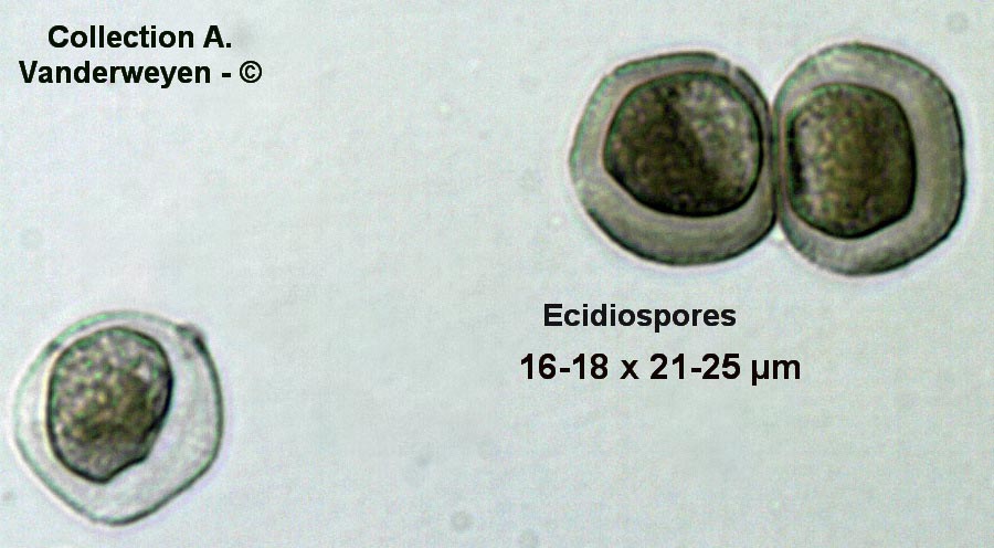 Tranzschelia pruni-spinosae