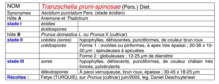Tranzschelia pruni-spinosae