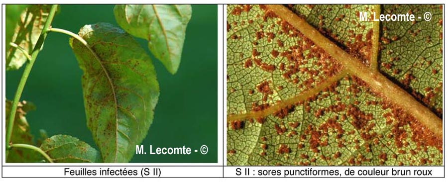 Tranzschelia pruni-spinosae