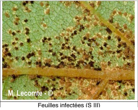 Tranzschelia pruni-spinosae
