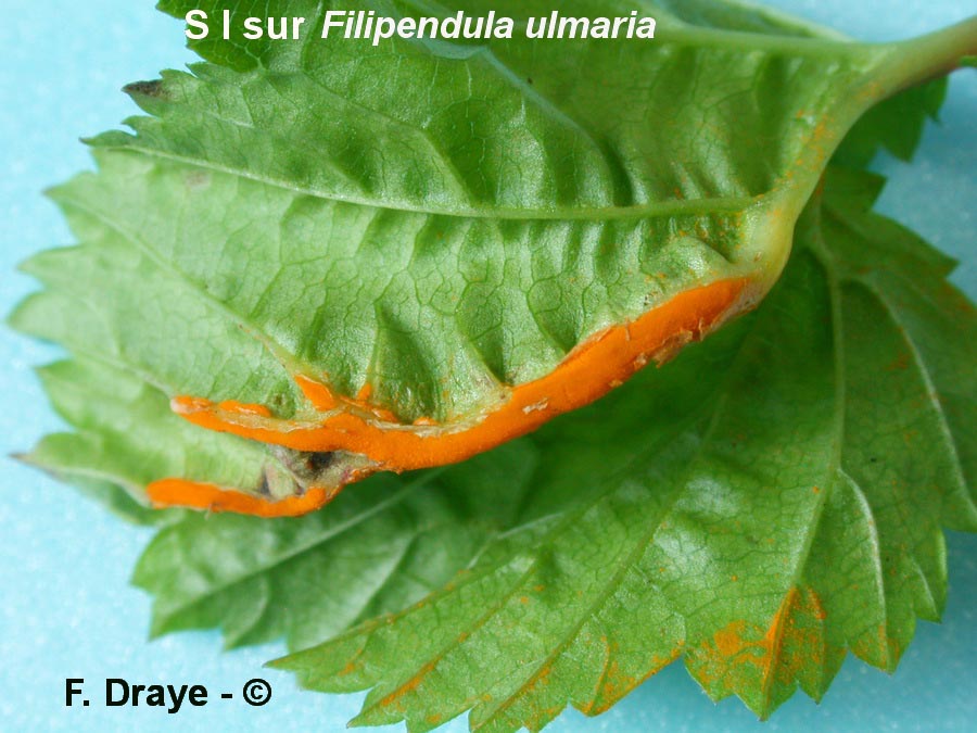 Triphragmium ulmariae