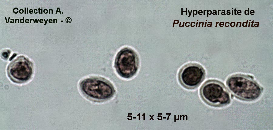 Tuberculina maxima