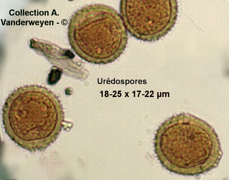 Uromyces acetosae