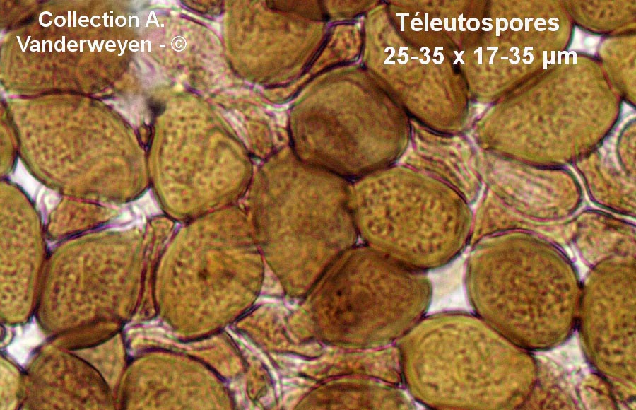 Uromyces aconiti