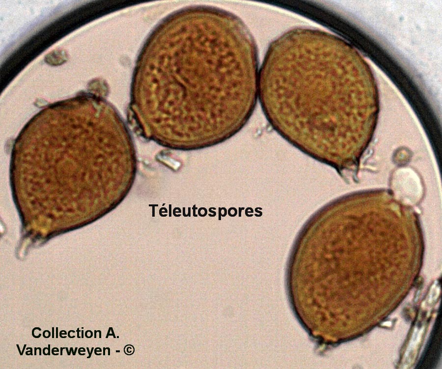 Uromyces aconiti