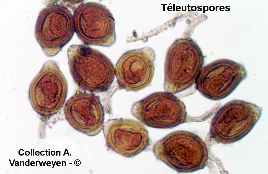 Uromyces appendiculatus (Uromyces phaseoli)