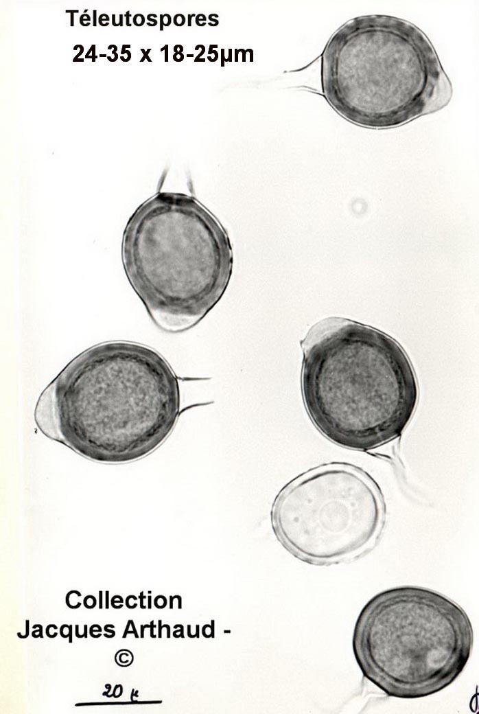 Uromyces appendiculatus