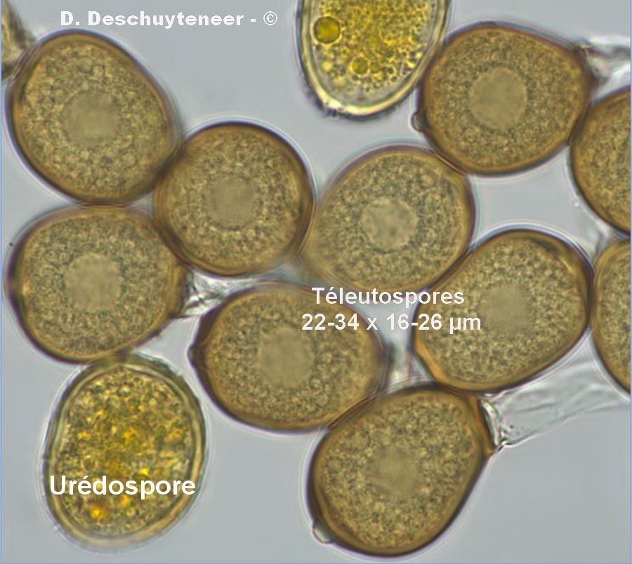 Uromyces betae
