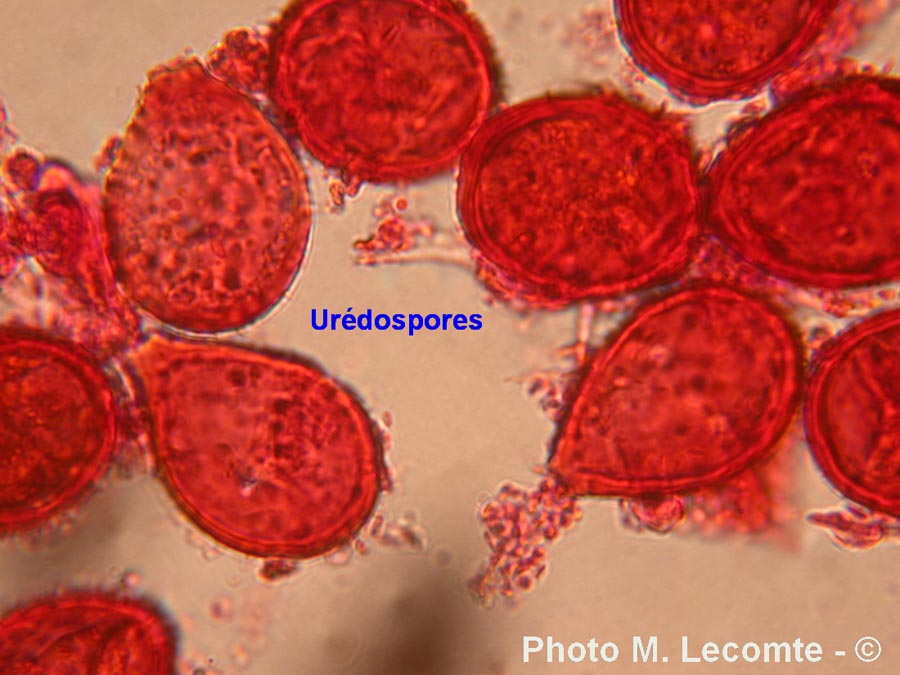 Uromyces betae