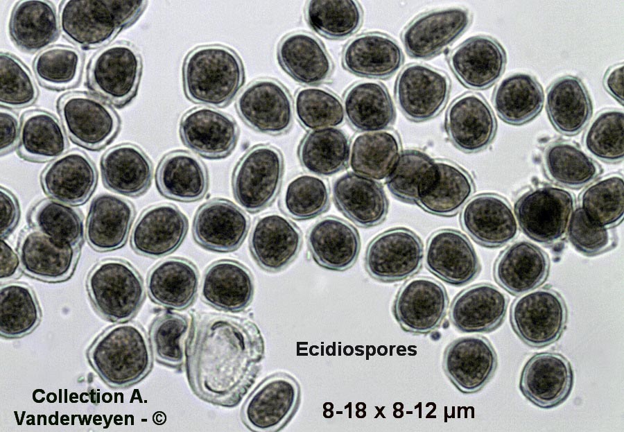 Uromyces dactylidis