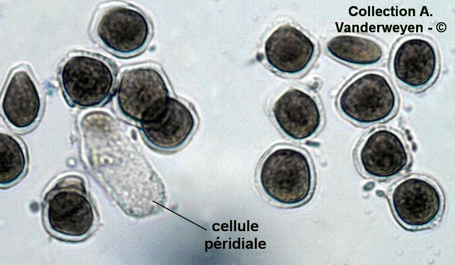 Uromyces dactylidis