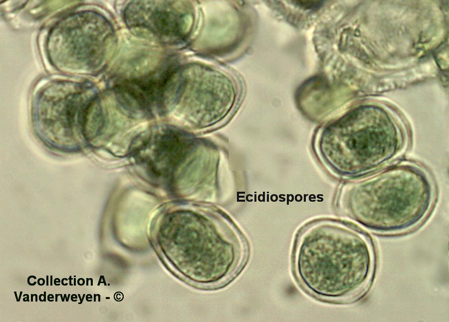 Uromyces dactylidis