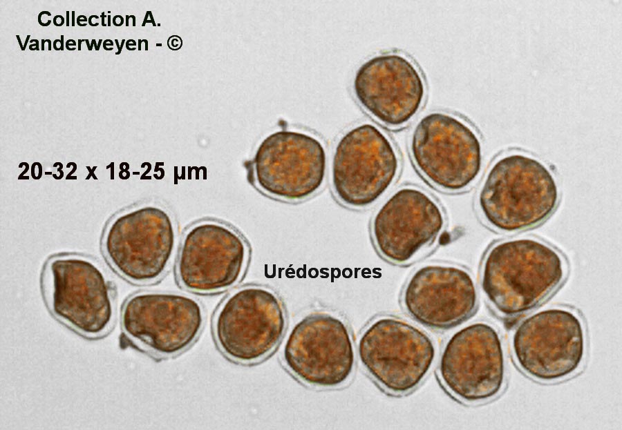 Uromyces dactylidis