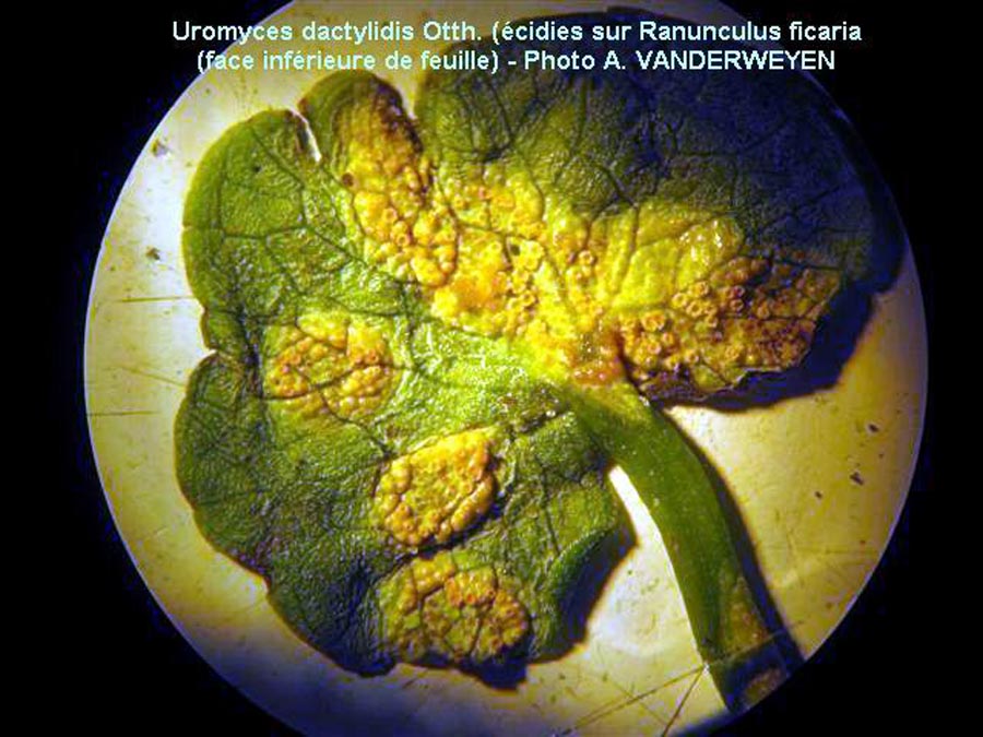 Uromyces dactylidis